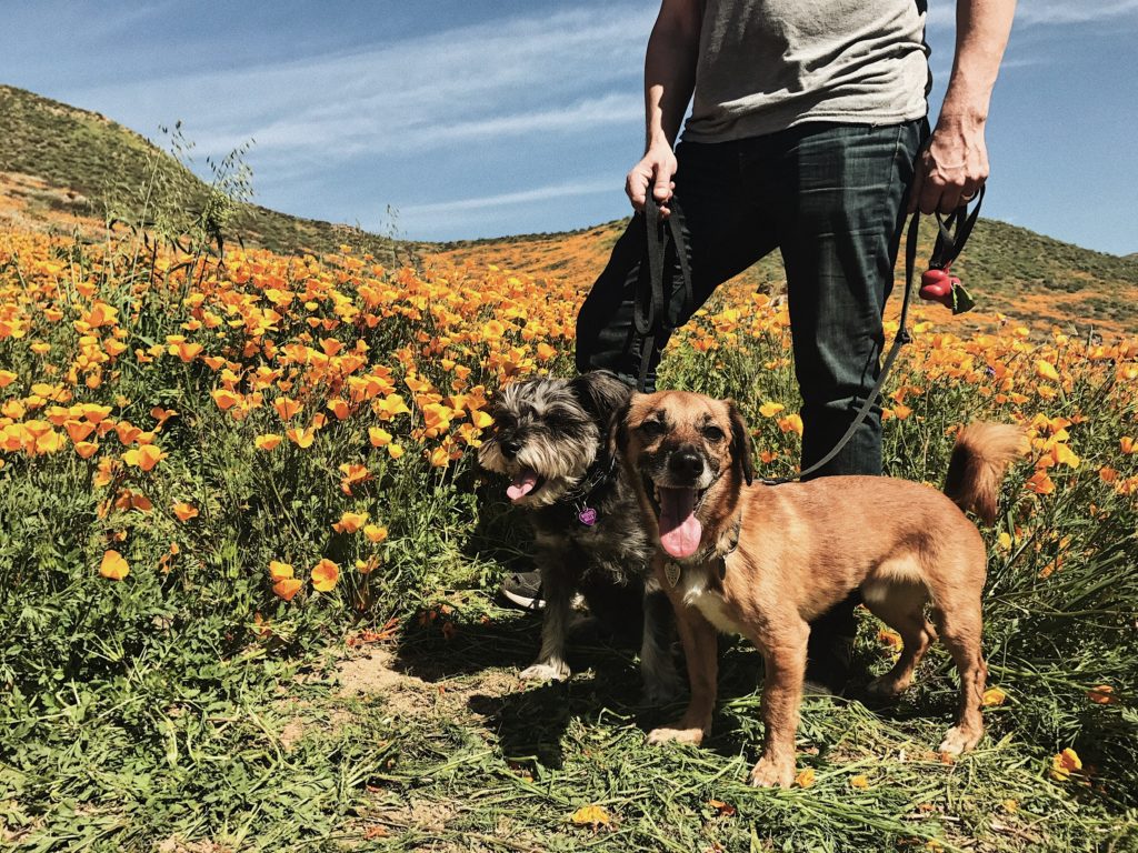 a man and two dogs stand in a field of poppies in Southern California