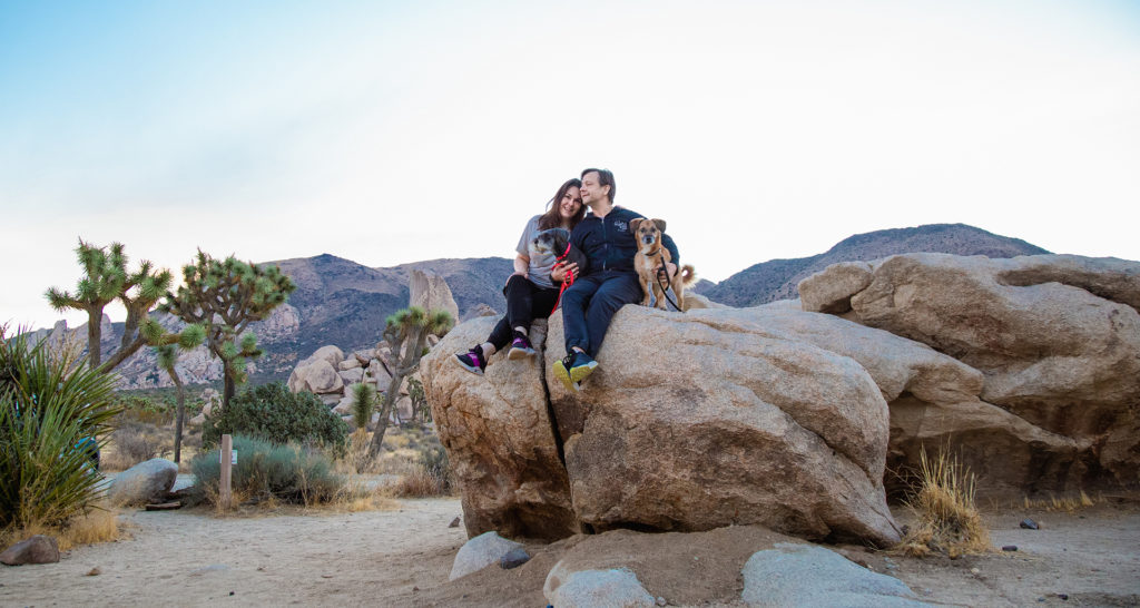 a family of two adults and two dogs poses atop a boulder in Joshua Tree at sunrise. traveling with dogs.