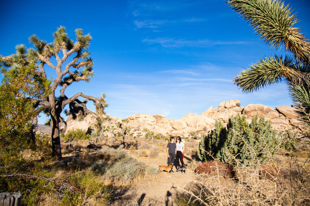 a couple and their two dogs standing in Joshua Tree National Park in California. traveling with dogs.