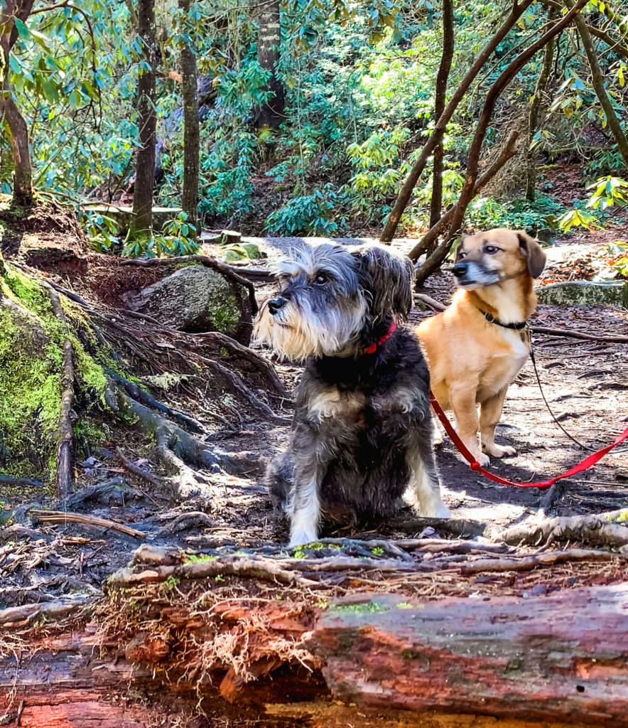 two dogs sitting in a forest. 