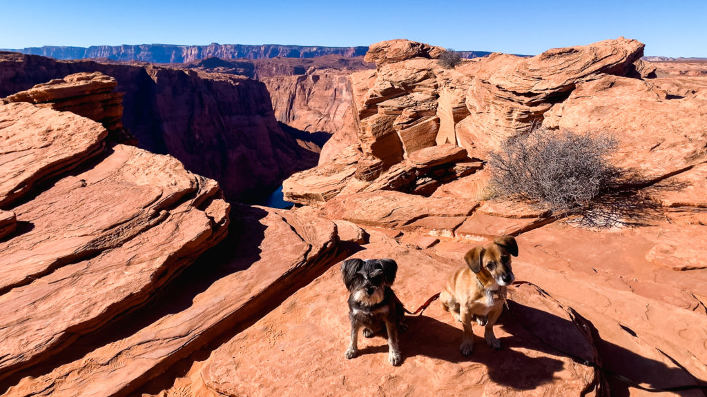 Two dogs sit in the red rocks at Horseshoe Bend in Page, Arizona. 