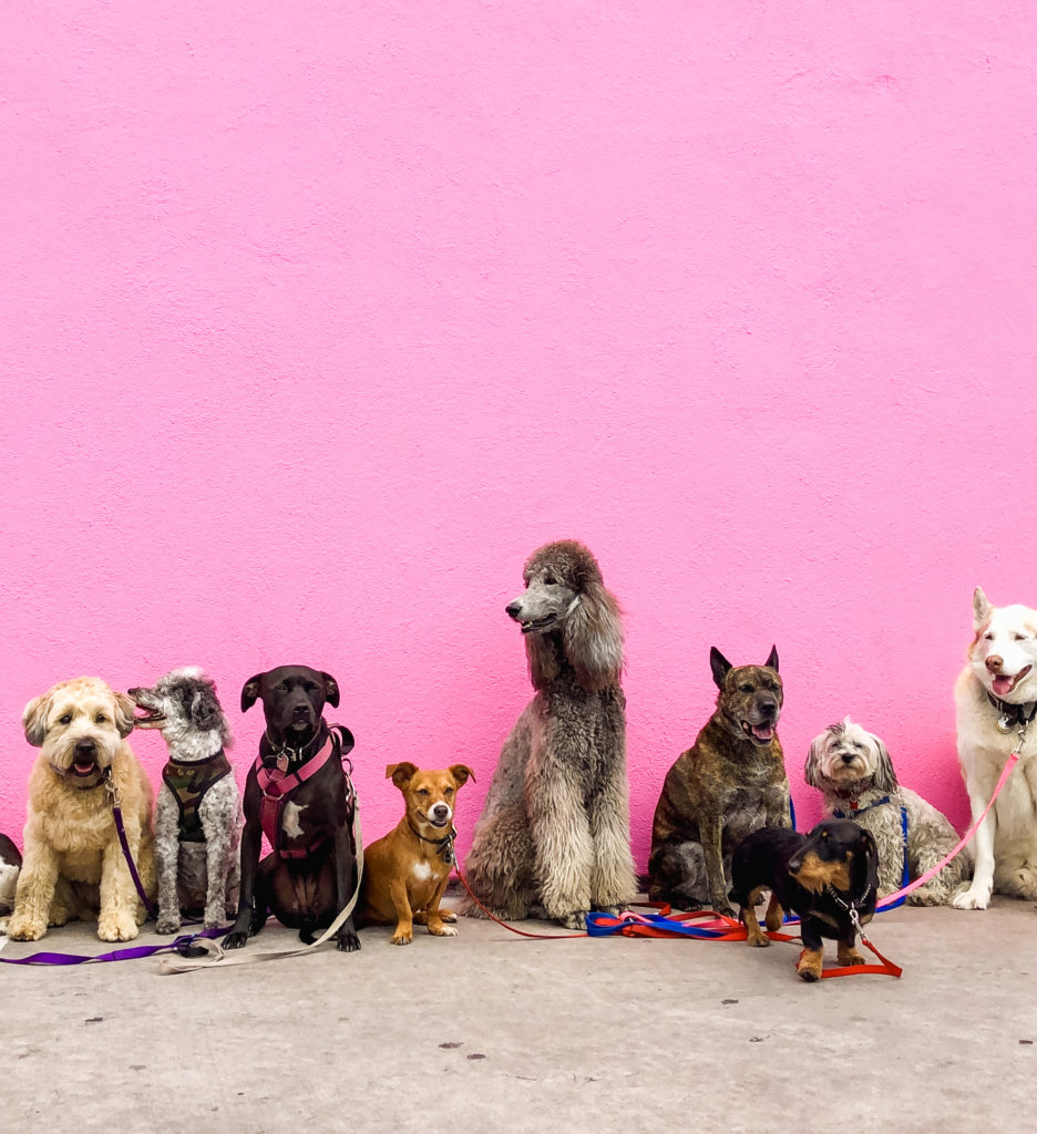 nine dogs sit in front of the famous pink wall outside of the Paul Smith store on Melrose in Los Angeles