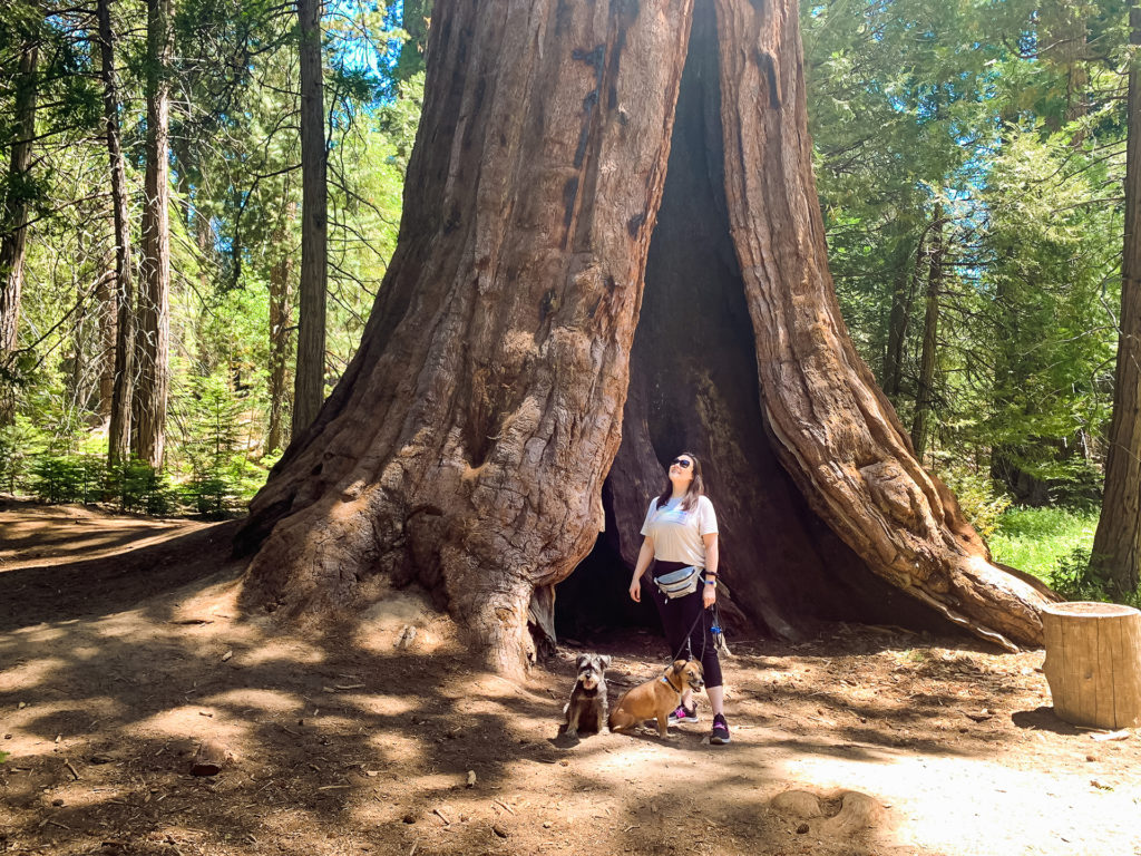 a woman and two dogs standing in front of a giant sequoia tree in Sequoia National Forest. traveling with dogs.