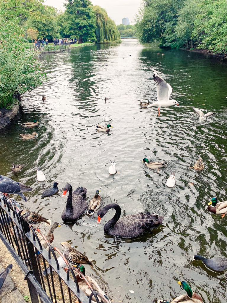 black swans, ducks, pigeons, and a sea gull in the water at Saint James Park in London. 48 hours in London