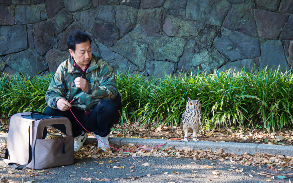 a mn sits on a curb in Yoyogi Park with his pet owl on a leash