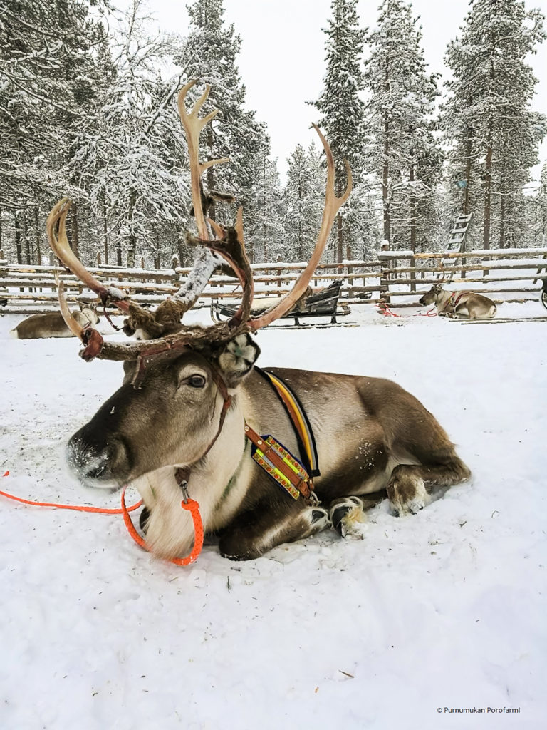 a reindeer lays relaxing in the snow; 7 Day Lapland Itinerary