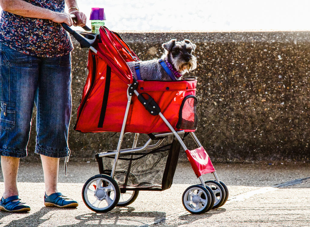a schnauzer rides in a red stroller for dogs