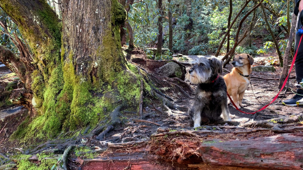 a schnasuzer and a beagle mix – Weegee & Ludwig – stand in the forest