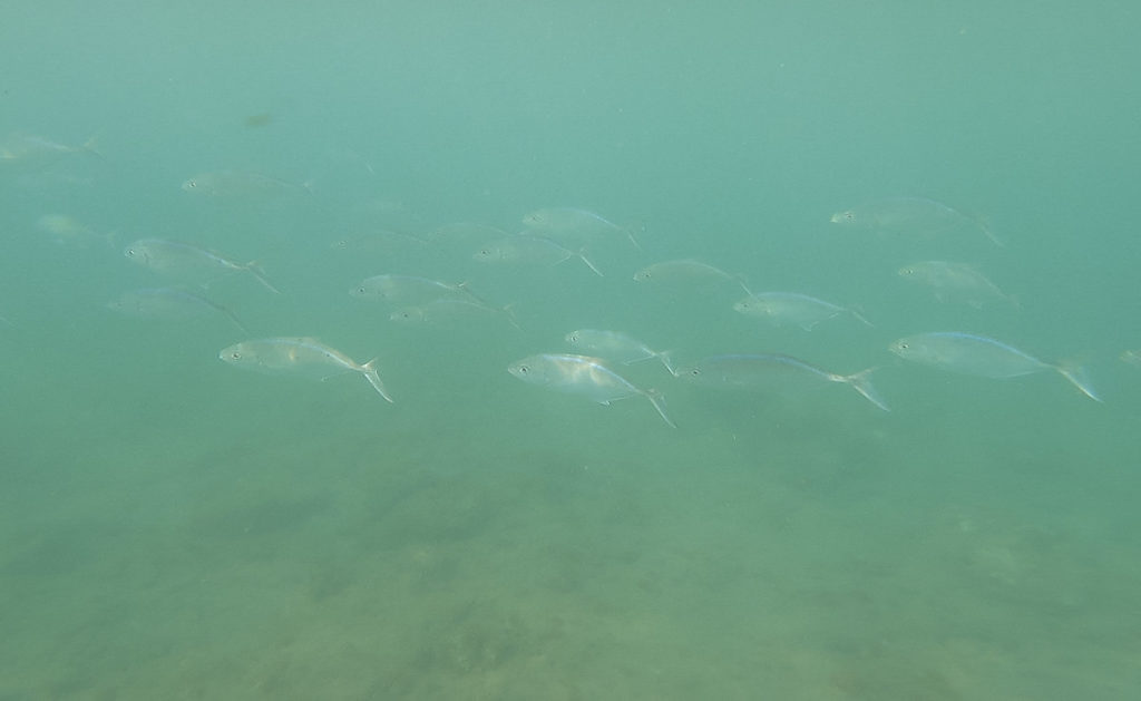 a school of tropical fish underwater during snorkeling excursion in Virgin Islands National Park