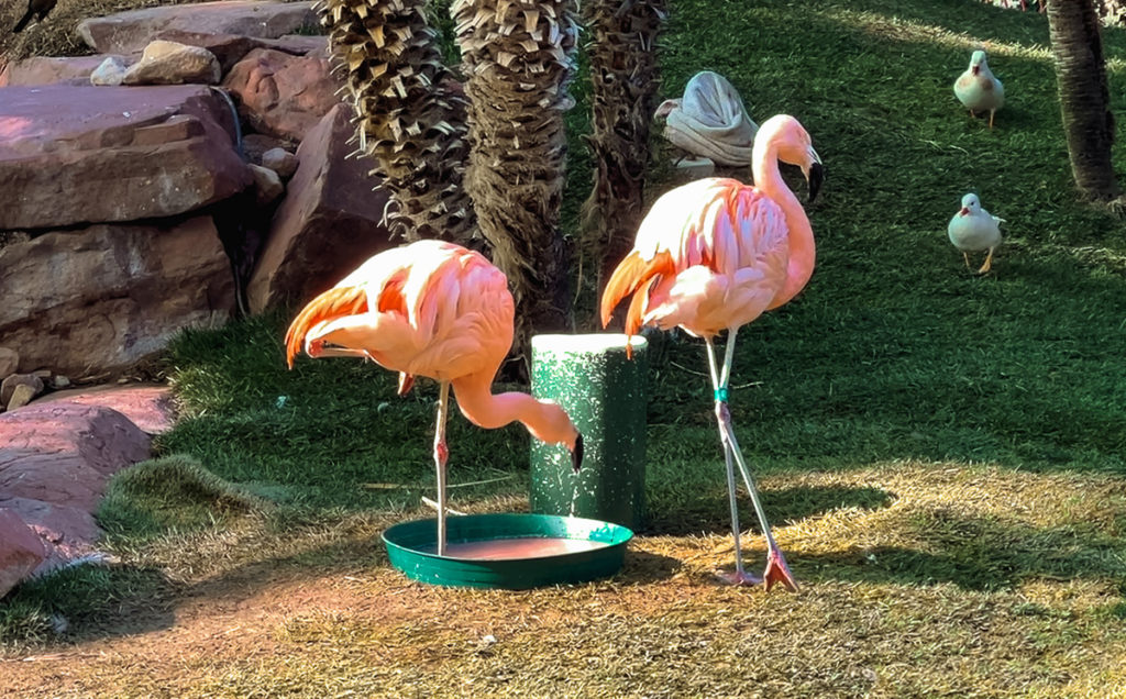 the famous, live pink flamingos in the habitat of The Flamingo Hotel & Casino in Las Vegas