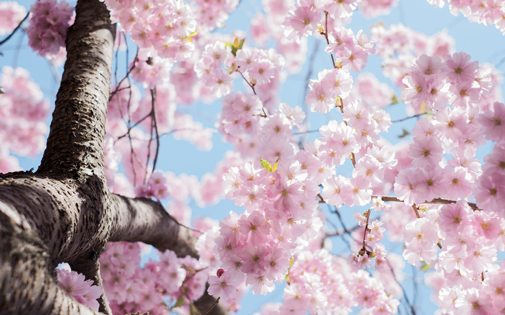 Photo of cherry blossoms with blue sky behind. Viewed from the ground looking up the trunk of the tree. Photo by Arno Smit on Unsplash