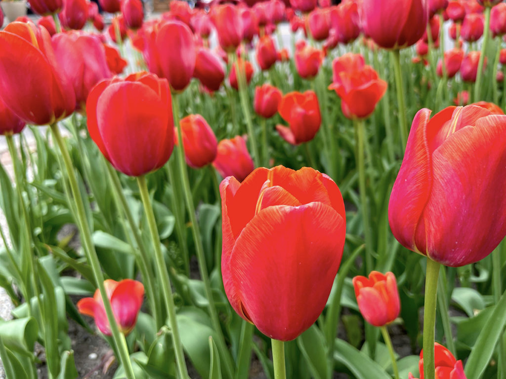 closeup of a green field of red tulips depicting Holland, Michigan, one of the best places to travel in the Spring in the U.S.