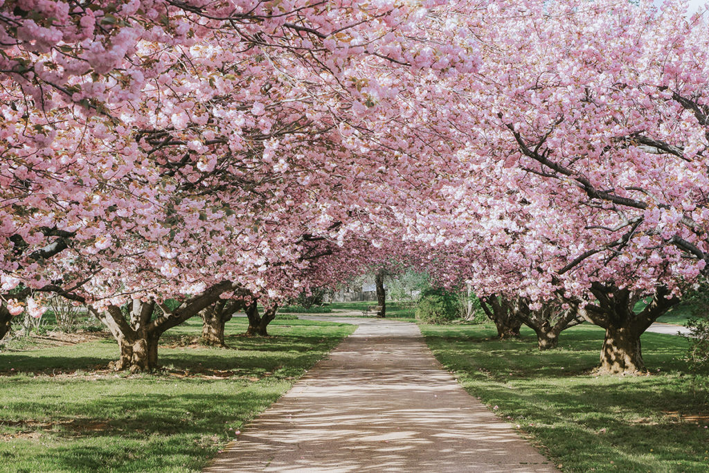 photo of cherry blossoms on either side of a path. Photo by Tatiana Rodriguez on Unsplash