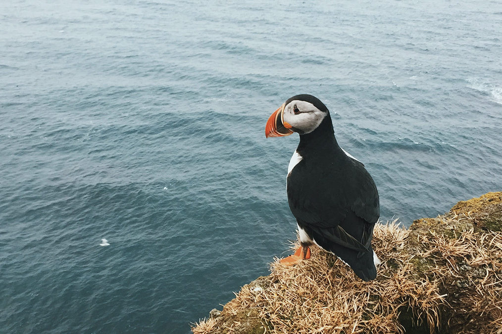 a puffin on a cliff